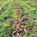 한라봉브로콜리 이미지