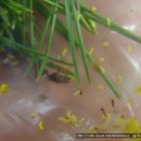 솔잎아래 이미지