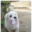 꽃강아지 이미지