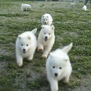 알곡켄넬 이미지