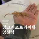 망고키즈트라이랩 - 양산시 금오6길 28-10 | 망고키즈트라이랩