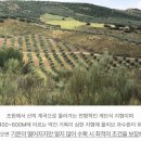 카페 알도 | 집순이네 홈카페 추천템, 까사스 디 후알도 피쿠알 엑스트라버진 올리브오일 후기