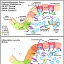 Re: Regulation of Intestinal Barrier Function by Microbial Metabolites 이미지