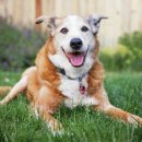 24시분당리더스동물의료원 이미지