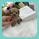 인천강아지분양 멍그레 | 강아지분양 알아보다 방문한 인천강아지분양 아가몽 후기