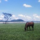 초록빛목장 이미지