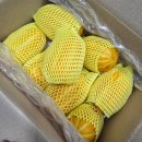 이상한마켓 | 아삭아삭 달콤 그 잡채 성주참외!! 이상한마켓 존맛탱 성주참외 후기