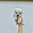 강아지분양 마이댕냥 일산점 | 강아지분양 마이댕냥 일산점 일산 함께 알아보아요