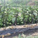 호암농장 이미지