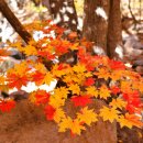 ♣ 가지산 단풍 번개산행(25년 11월 2일, 일요일) 안내 ♣ 이미지