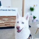 베스트 프렌즈 동물병원 이미지