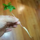 삼애식품 | 새싹삼애의 건강한 먹거리 새싹삼으로 환절기건강 챙기세요