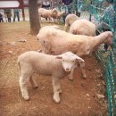 무쏘목장 | 인천/논현동/늘솔길공원/양떼목장/소고기 무한리필/무쏘/CGV 커플석/라이프