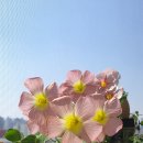 문라이즈 이미지