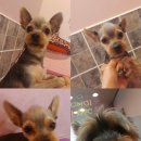 코코펫 살롱 호텔 이미지