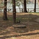 떡실신 | [반려동물동반] 남이섬 1박2일 내돈내산 여행 강아지 떡실신한 후기2탄 (벚꽃 개화 상황,남이섬내부)