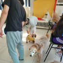 새롬애견 이미지