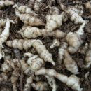 산서농협 앞 | 초석잠에 대하여