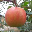 성혜농장 이미지