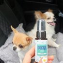 강아지PC 이미지