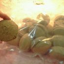 황제쑥뜸기 이미지