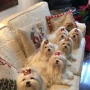 천사강아지 이미지