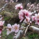 남산평기리 이미지