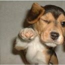 반포자이동물병원 이미지