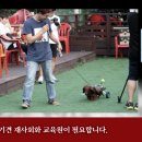 못된강아지 네이버블로그