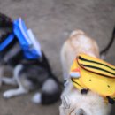 성주허스키켄넬 이미지