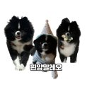 봉봉애견카페호텔 이미지