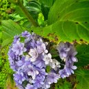 대광농장2 이미지