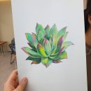 [성인] 색연필로 그리는 꽃 그림 보태니컬 아트 | 송파구 취미미술 추천 | 수채 색연필의 특징을 살린 보태니컬아트 그림 묘사