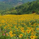 그리움이 피는 언덕 태백 해바라기 축제와 은자의 땅 덕산기 물첨범 트레킹 이미지