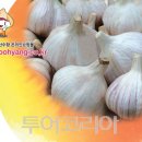 서산태안6쪽마늘조합 공동사업법인
