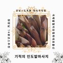 [서초&amp;도곡동마사지] 기적의 인도발마사지 추천!