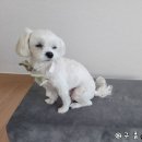 하이얀미용실 | 강아지 미용실 후기, 말티즈 귀여운 미용스타일과 미용 가격!!