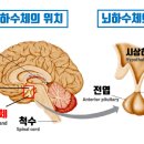 ■■코르티솔(Cortisol) 호르몬에 의한 턱떨림 흥분 이미지