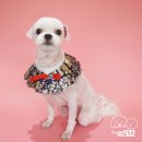 강아지미용실502 이미지