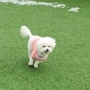 달려봐요댕댕이숲