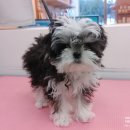 이뻐진개 이미지