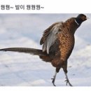 구룡포이선옥과메기 네이버블로그