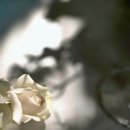 블루밍호아