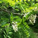 드림빌리지 이미지