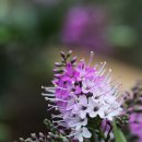 샤론화원 이미지