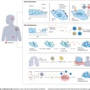 Re: 전이 정착(metastatic colonization)에 관한 탐구 이미지