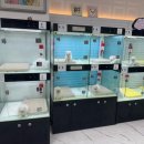 리얼독스 강아지분양 일산본점 이미지