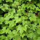 산과 들의 약용식물 이미지