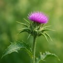 건강과약초 이미지