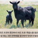 토종약초건강원 이미지